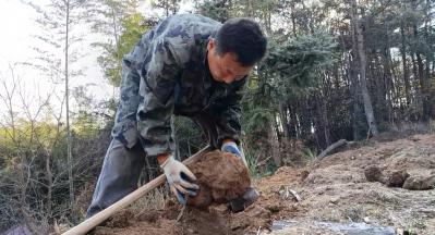 出售大别山新鲜茯苓
