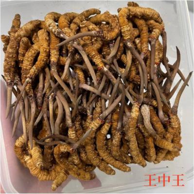 生态繁育冬虫夏草王中王-AAAA级，1.8根/克
