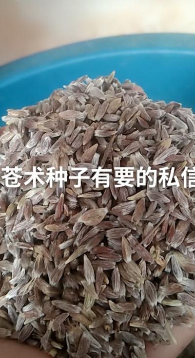 正宗朱砂点北苍术种子