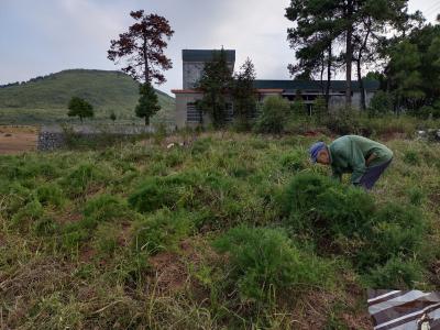 偏避山区无污染绿色环保4年的天门冬