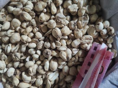 新疆伊犁家种贝母四年统货