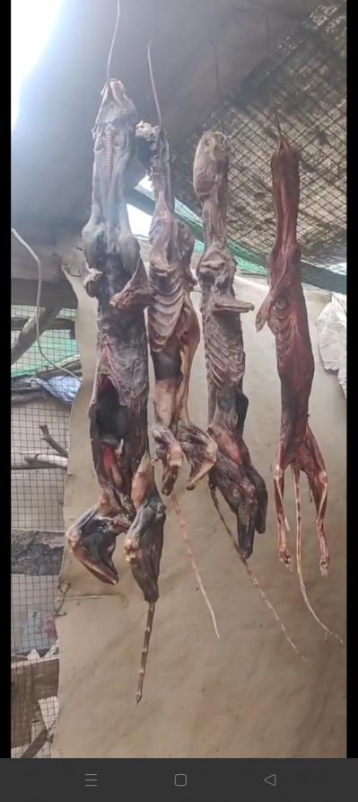 有需要，黄鼬粉，黄鼠狼风干肉，黄鼠狼肉，黄鼠狼干粉的可以联系我。