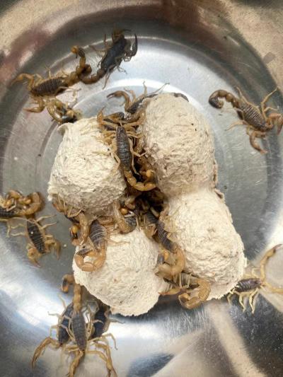 【沂蒙山十足全蝎】活蝎子煲汤油炸泡酒蝎