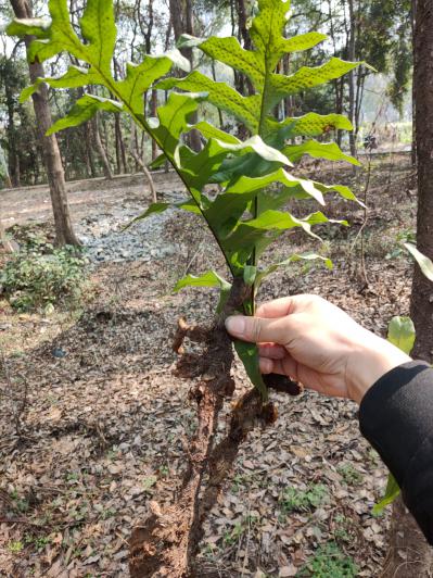 供应野生骨碎补，毛姜