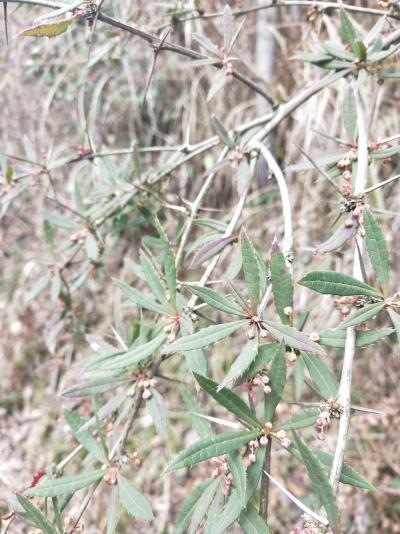 贵州野生三颗针根根