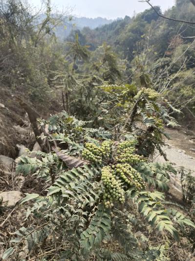 大量出售，野生大功劳