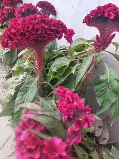 预定鸡冠花，50亩地种植