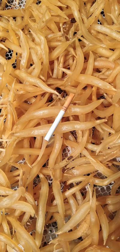 云南丽江大天门冬有鲜成品货欲售