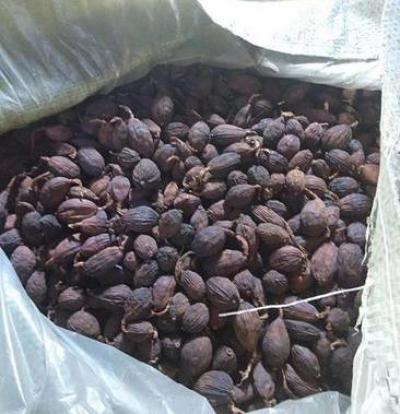 缅甸草果大量供应