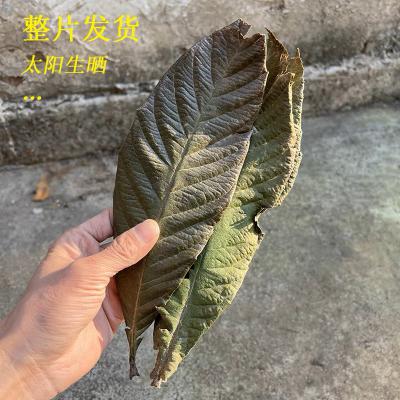 大量出售枇杷叶，量大从优