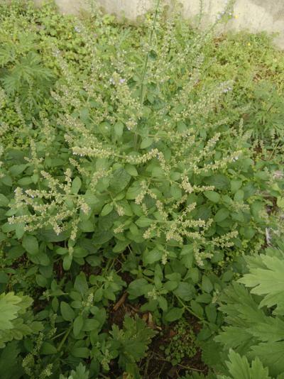 野生栛子草