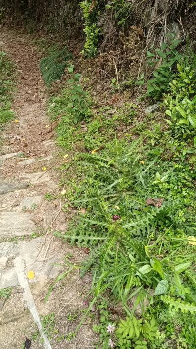 纯野生大蓟根贵州高山野生大蓟根