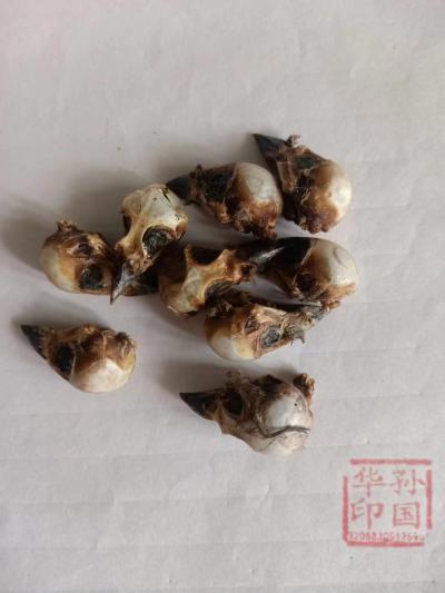 雀头,雀血,雀头血,麻雀头,家雀脑,雀儿头,雀脑袋的药用价值怎么样,商家