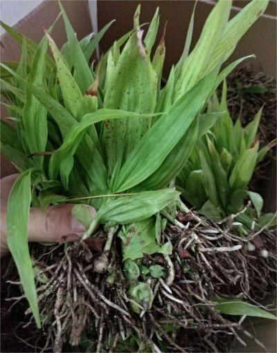白芨苗，紫花三叉大白芨苗，小苗