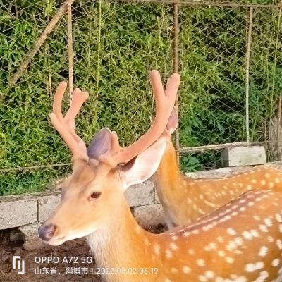 中国梅花鹿鲜鹿茸