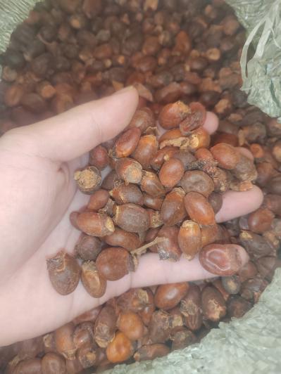广东干荔枝核