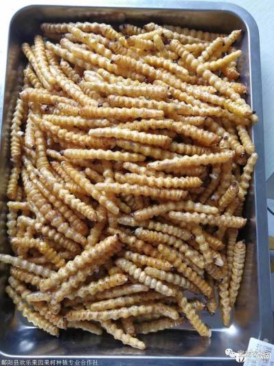 斗米虫,云实蛀虫,黄寮刺虫一天用量为1-2 条,怎么服用,商家