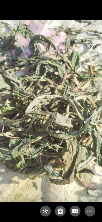 蒲公英品质好无农残