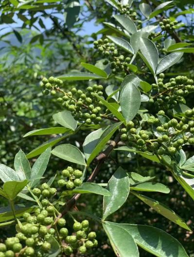 大量提供新鲜青花椒
