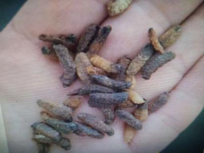 一只羊鼻虫,羊虫,羊角虫,羊鼻涕虫,羊鼻蛐虫的价格