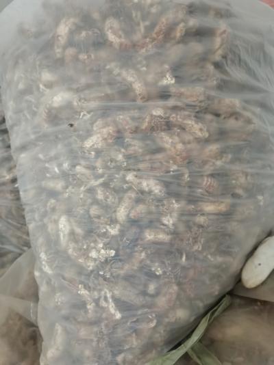 2023年金蝉花新货总量270kg
