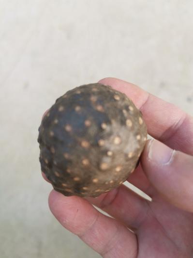 新鲜黄独子