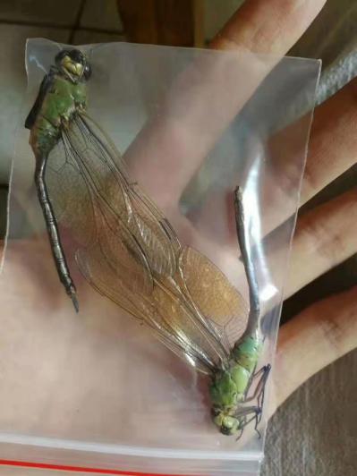 昆虫类中药材蜻蜓,大蜻蜓,绿蜻蜓,大绿蜻蜓的价格--孙国华