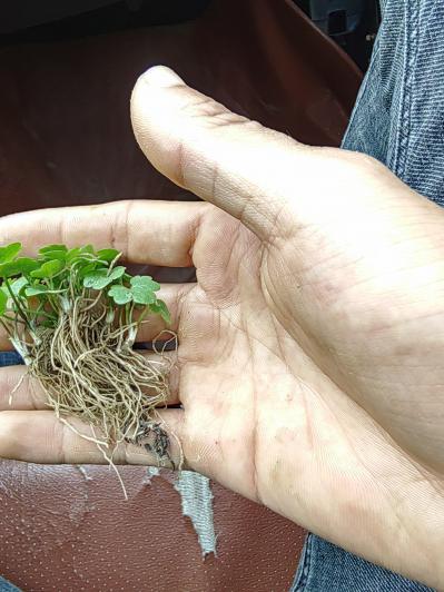 无菌技术培育  猫爪草苗木产地供应