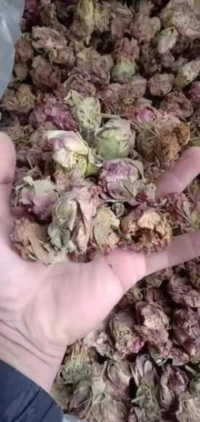 芙蓉花