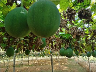 2023年度新产出瓜蒌子栝楼仁大量供应