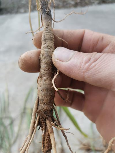 野生仙茅生货