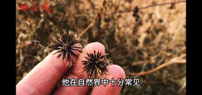鬼针草籽