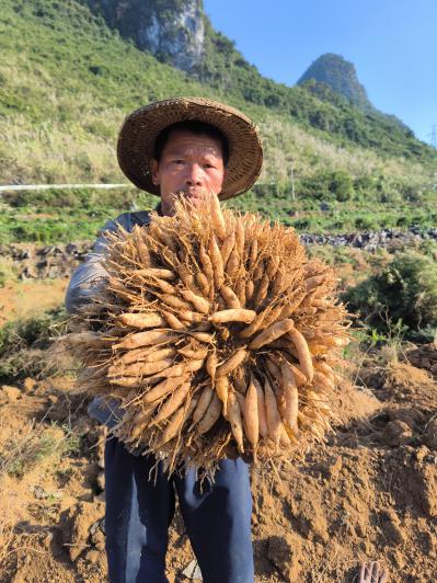 广西大量新鲜天冬出售