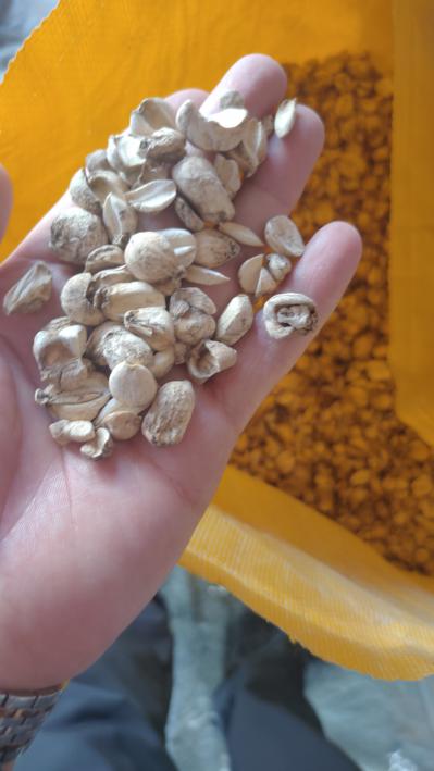 各种规格伊贝母
