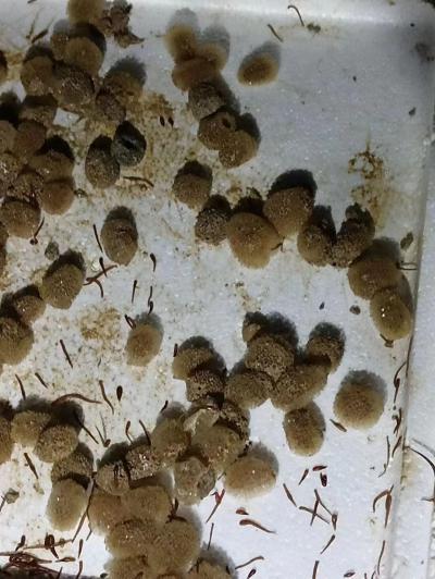 江南金线宽体水蛭种苗  金线宽体蚂蝗种苗  成体蚂蝗 青年苗 茧