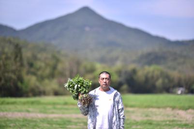 艾草种苗一条龙服务