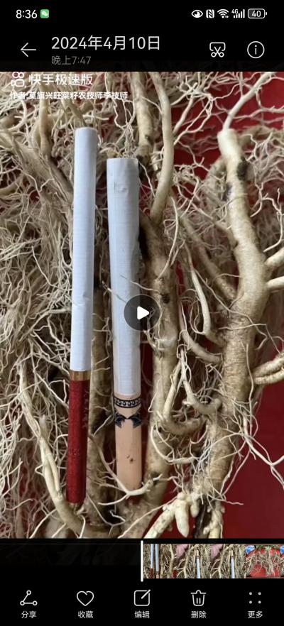 二年生白鲜皮苗150万颗