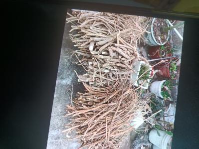 野生牛大力销售