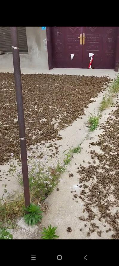 猫爪草