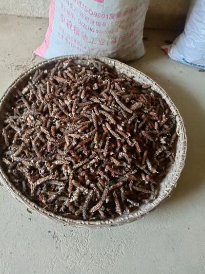 农家自种的夏枯草