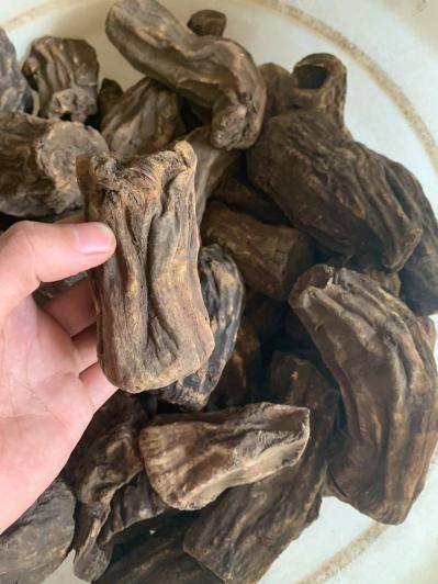供应甘肃马蹄大黄4吨