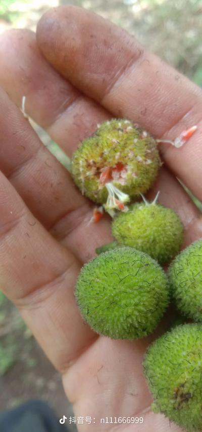 构树果