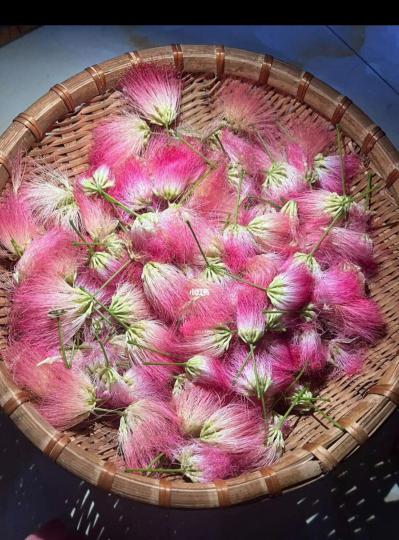 合欢花出售！合欢花出售！合欢花出售！