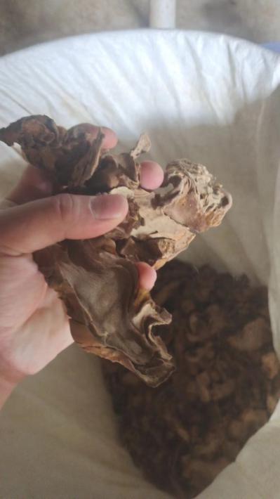 狗脊片