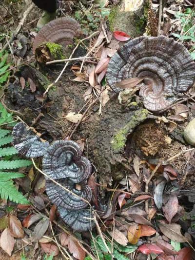 纯野生紫灵芝