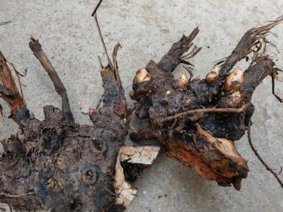 白芍芽白芍芽 中药材种植原头产地直发无病害培育基地