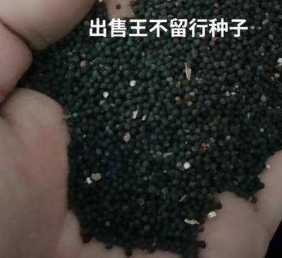 王不留行