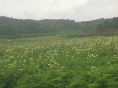 高原白花前胡种子，量优，高产
