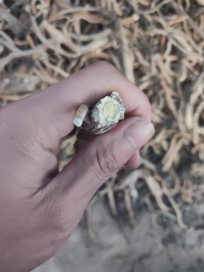 甘肃省板蓝根特别粗，农户自产，价格合适就出