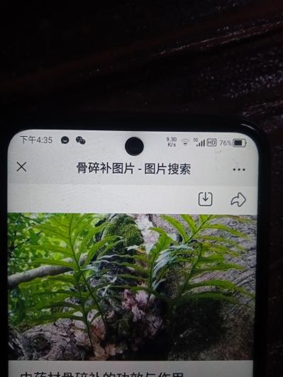 福建野生骨碎补出售